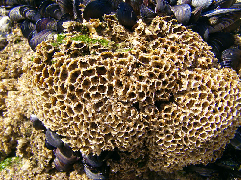 Sabellaria alveolata reef